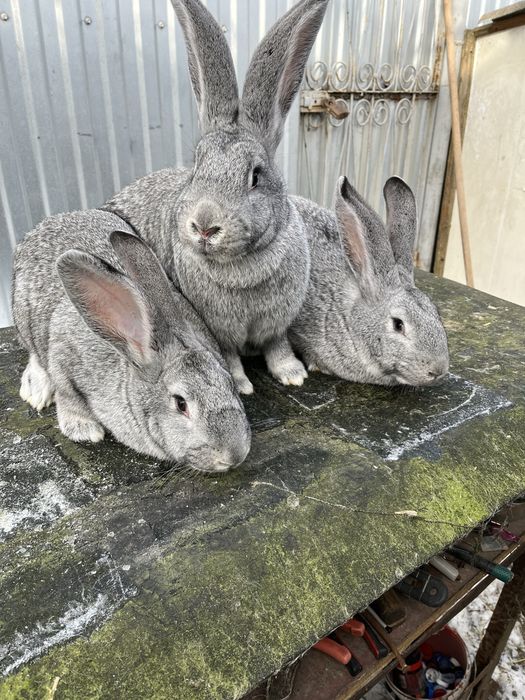 Кролики породи європейська шиншила