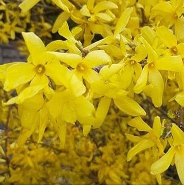 Forsycja duże sadzonki, wysyłka kurierem