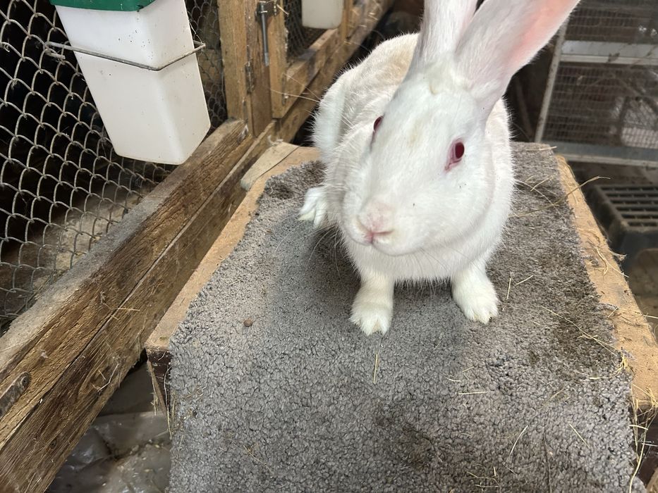 Królik Termondzki Biały dorosłe samice
