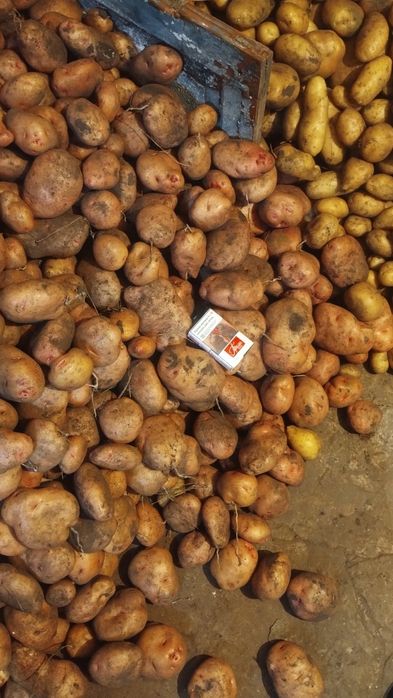 Продам картоплю домашню