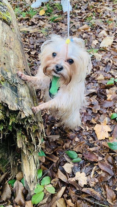 Вязка Йорк Трускавець