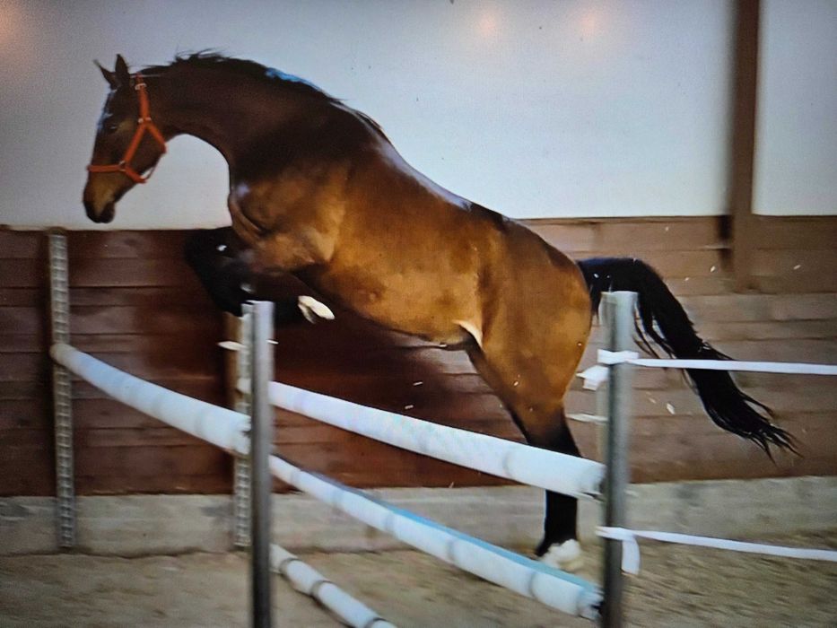 Sprzedam 3,5 latniego wałacha do sportu lub rekraacja