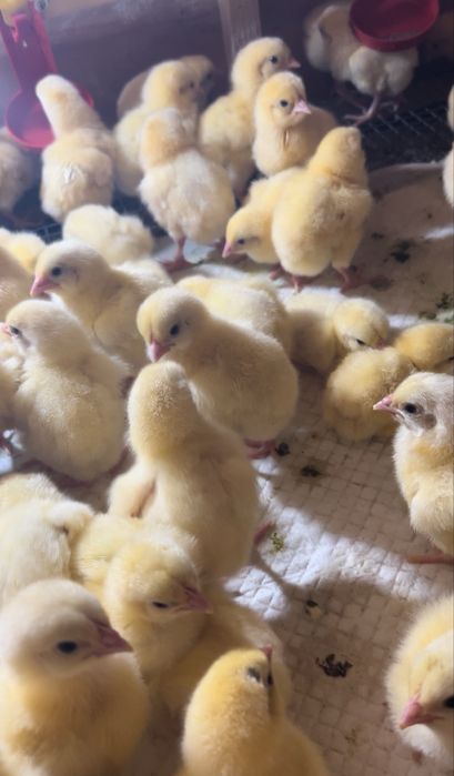 Бройлери КОББ-500 РОСС-708