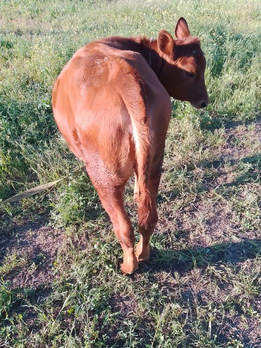 Продам телята помісні джєрсі.