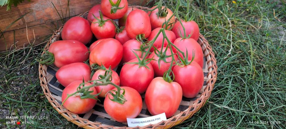 Pomidor Kalman’s Hungarian Pink