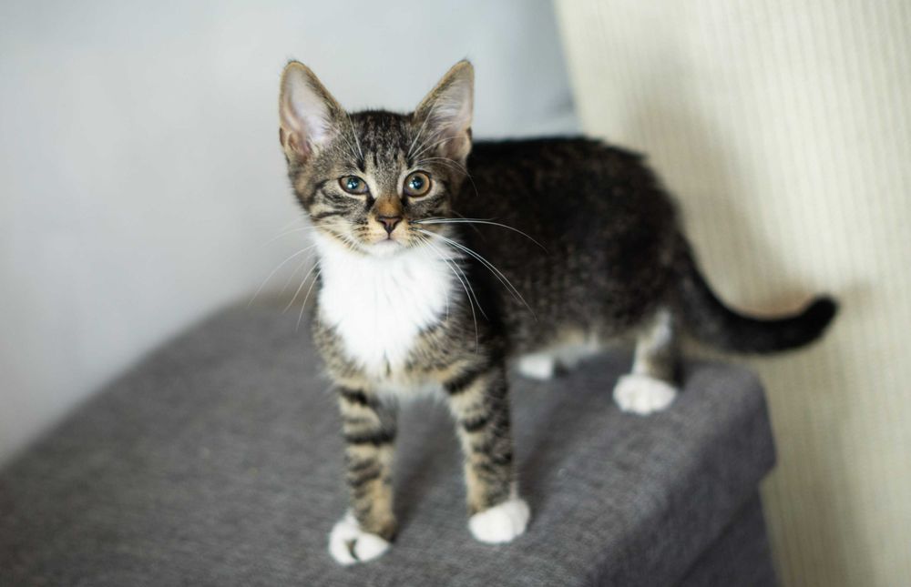 Notka - kotka do adopcji
