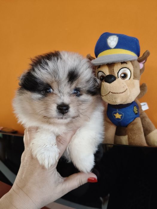 Spitz alemão Blue Merle