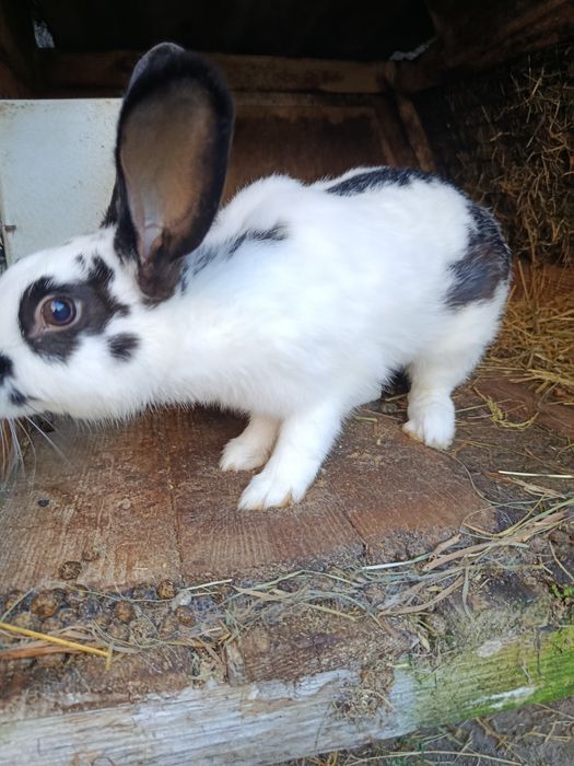 Продам кролів породами полтавське срібло та строкачі.