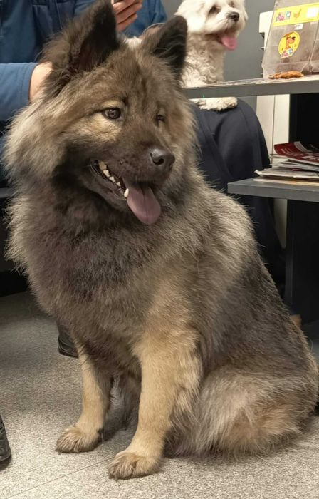Eurasier planowane pary hodowlane w 2025 r.