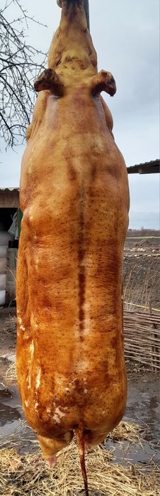 Продам туші Домашніх Свиней