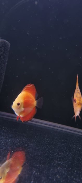 Paletka dyskowiec red melon i solid red młode