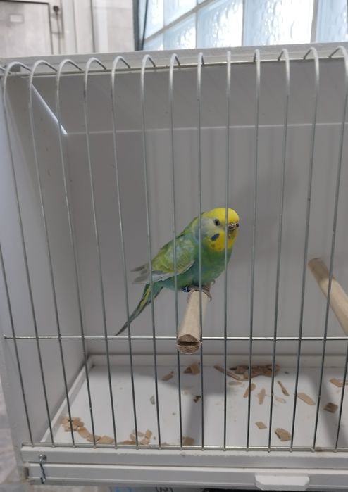 Periquito Fêmea arco-íris