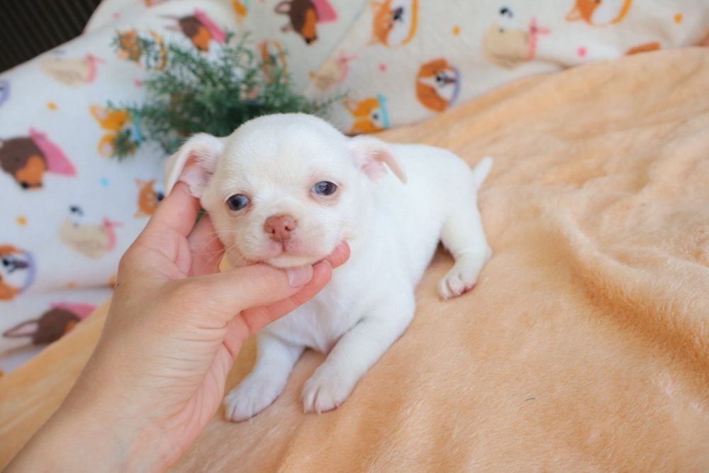 Chihuahua Mini . Branco olhos azuis.  Perfeito