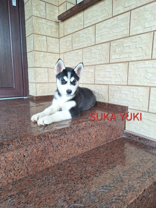 Husky Syberyjski