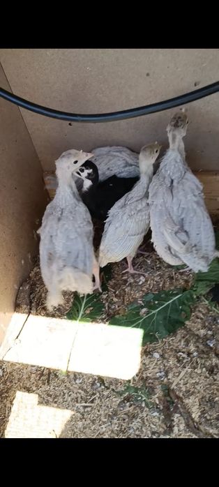 Perus Lavanda ou Cinza