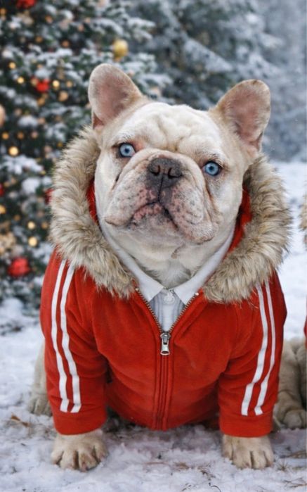 Buldog fran.isabella merle z genem fluffy reproduktor