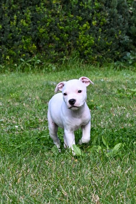 Biały samiec Staffordshire Bull Terrier