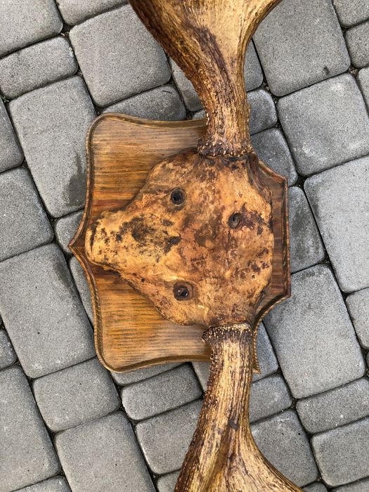 Роги лося, роги на підставці