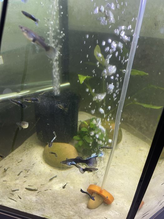 Guppy Blue Moscow (CASAL)