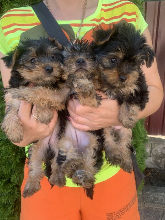 Дружелюбні Йорки