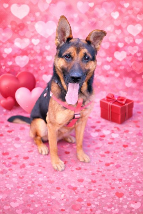 Cudowny Grześ  szuka domu!