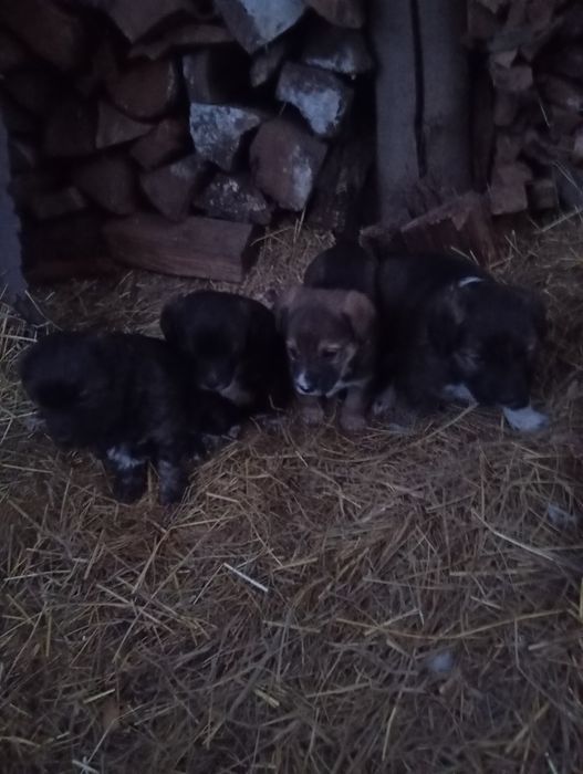 Віддам собачку  безкоштовно в добрі руки