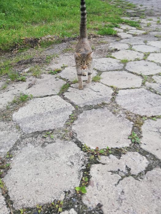 Koteczka prosi o dom - wysterylizowana