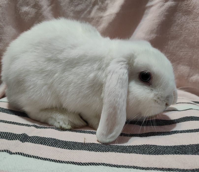 Samce Mini Lop króliki