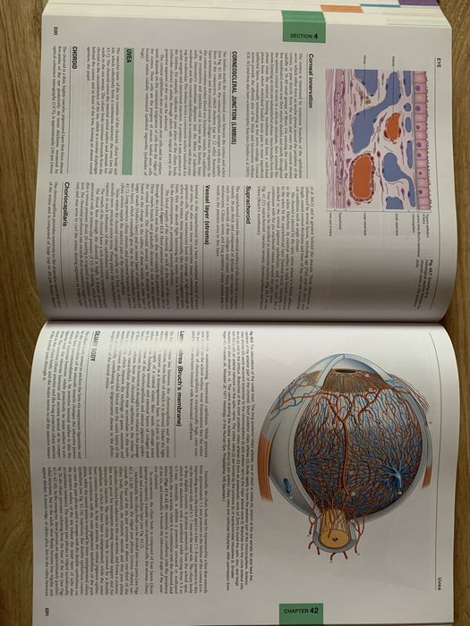 Книга Gray's Anatomy The anatomical basis of clinical Practice 41/e 20