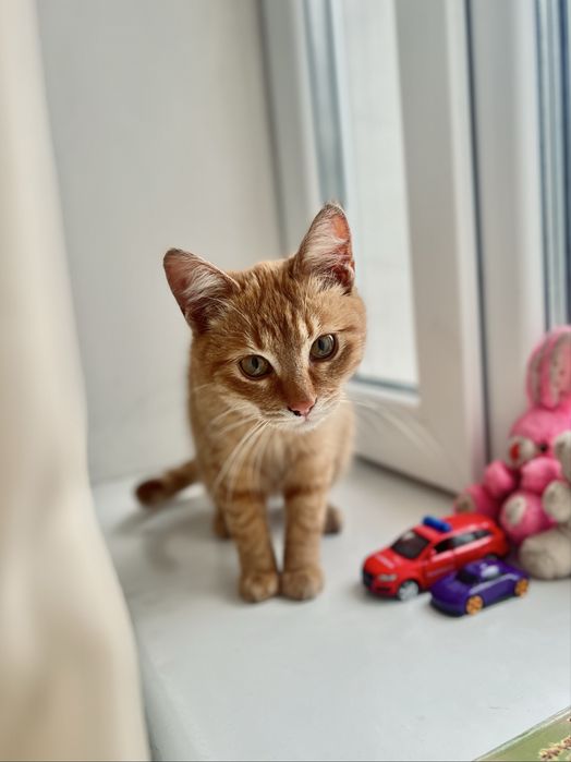 Чудовий котик в добрі руки