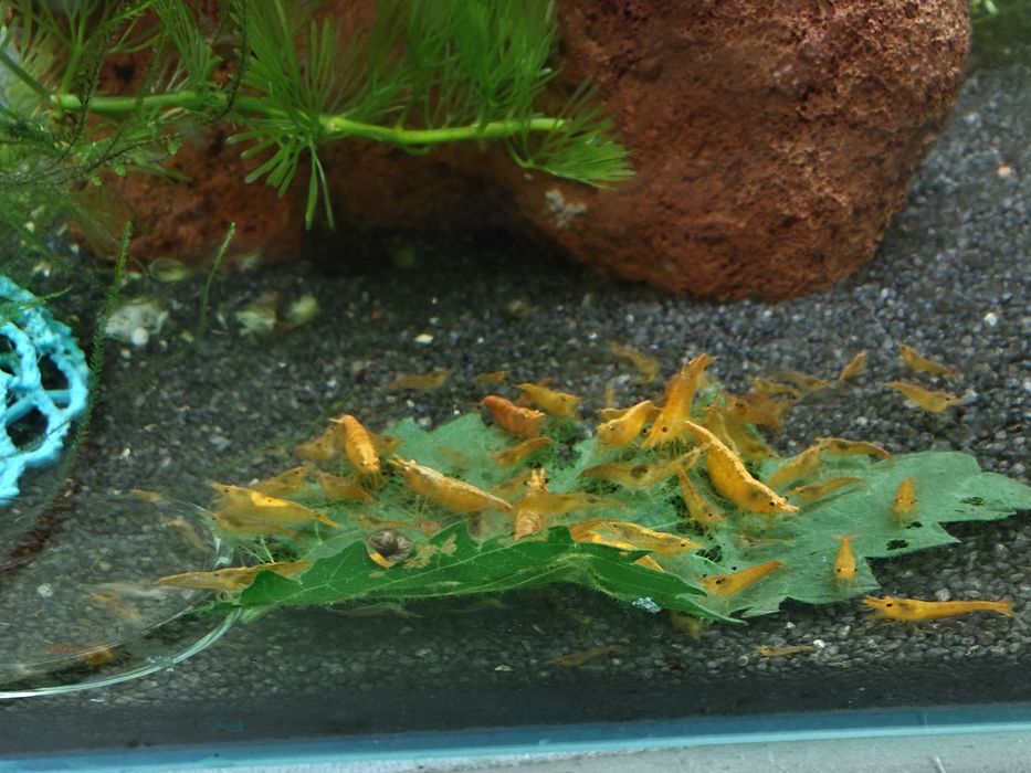 Krewetki neocaridina orange - pomarańczowe