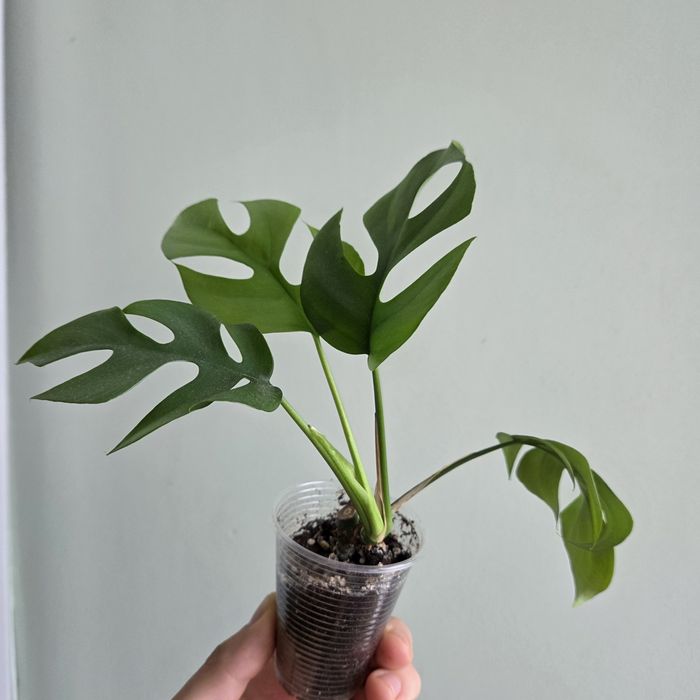 Monstera minima/монстера