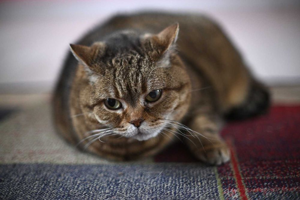 Canon 55/1,2 FL/FD розкішний надсвітлосильний об’єктив красивим малюнк