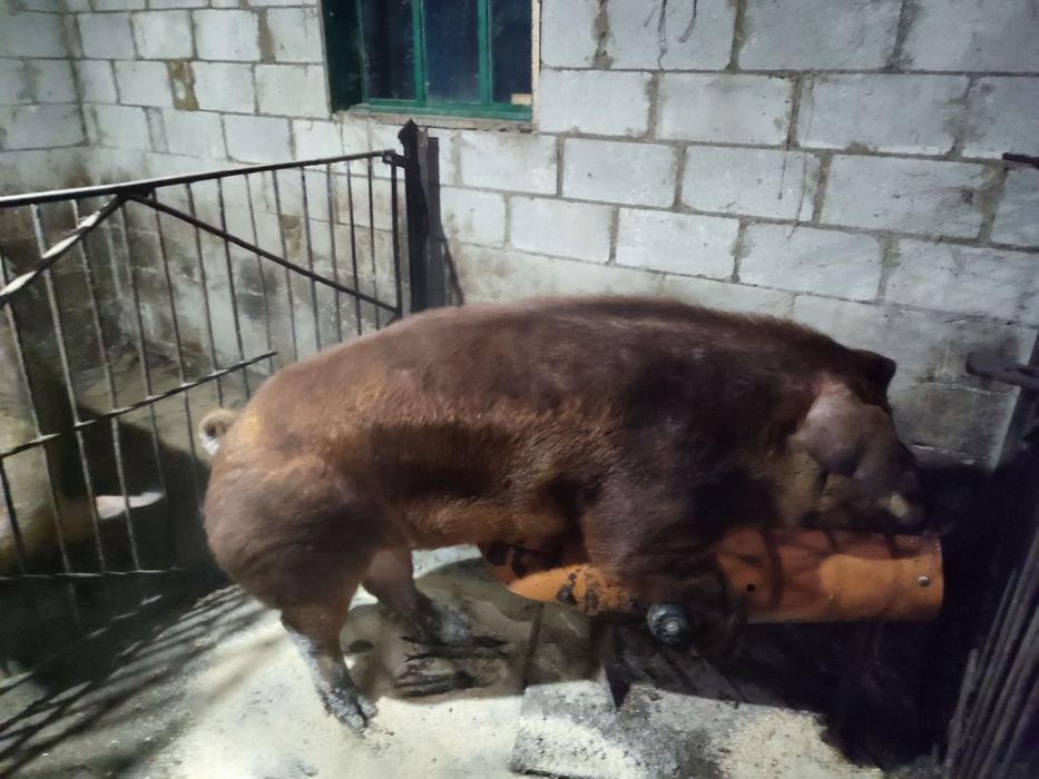 Спермодози, сім'я племінних кнурів.