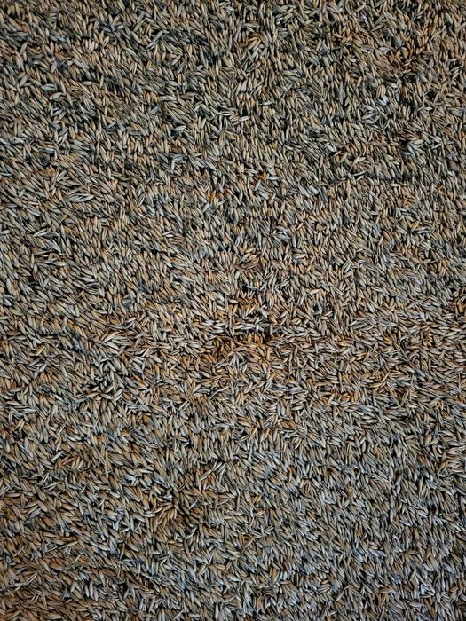 owies, zboże, 2025, pasza dla koni, opał