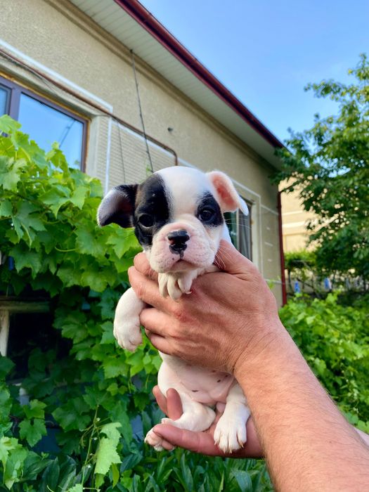 Французький бульдог