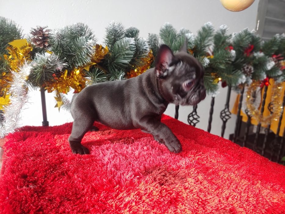 Щенята Французького  бульдога