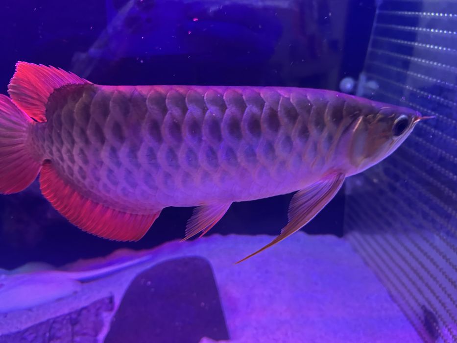 Arowana super red 30cm+ com certificado
