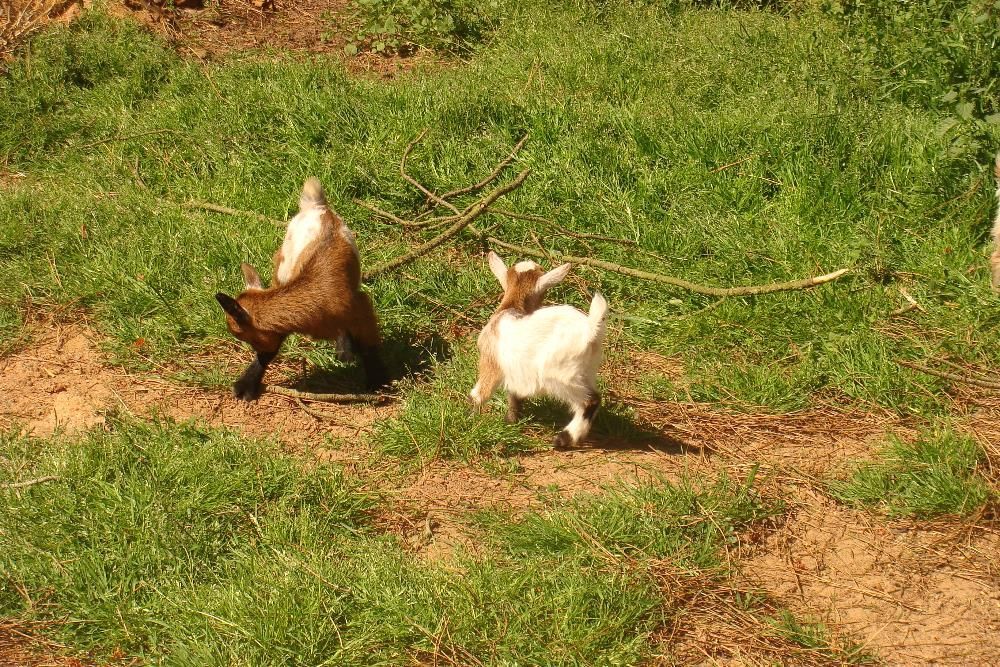 Vendo cabras anãs