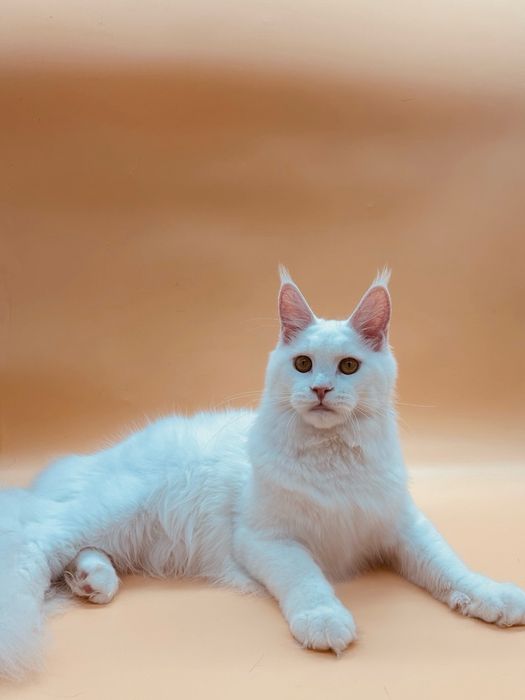 Мейн кун девочка с документами