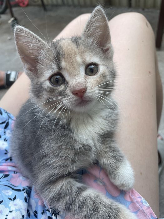 Кошенята шукають родину
