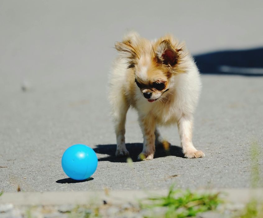 Chihuahua piesek maleńki.