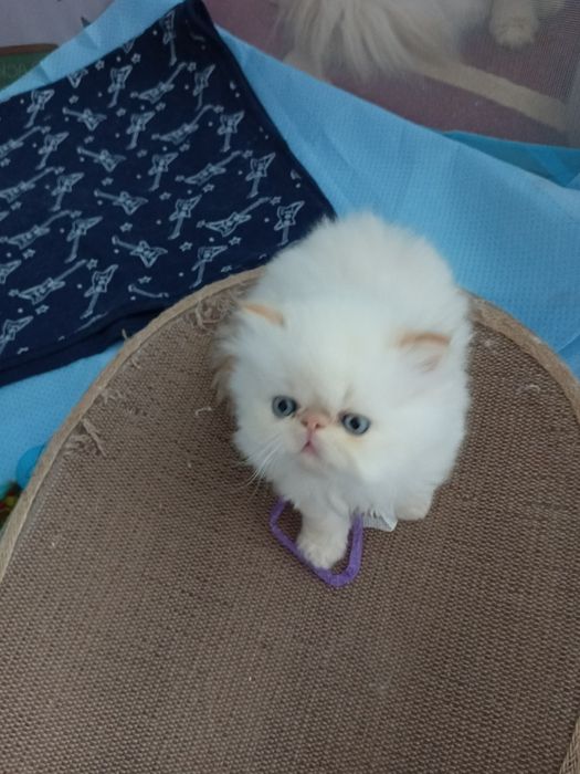 Персидские котята