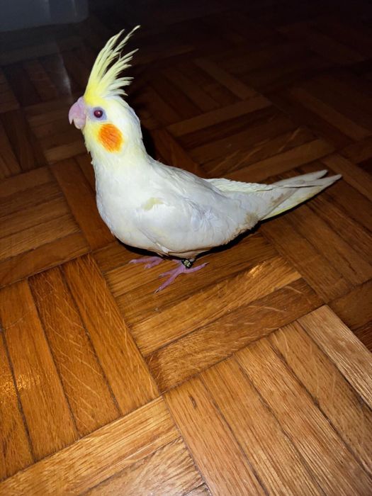 Caturra criada a mão