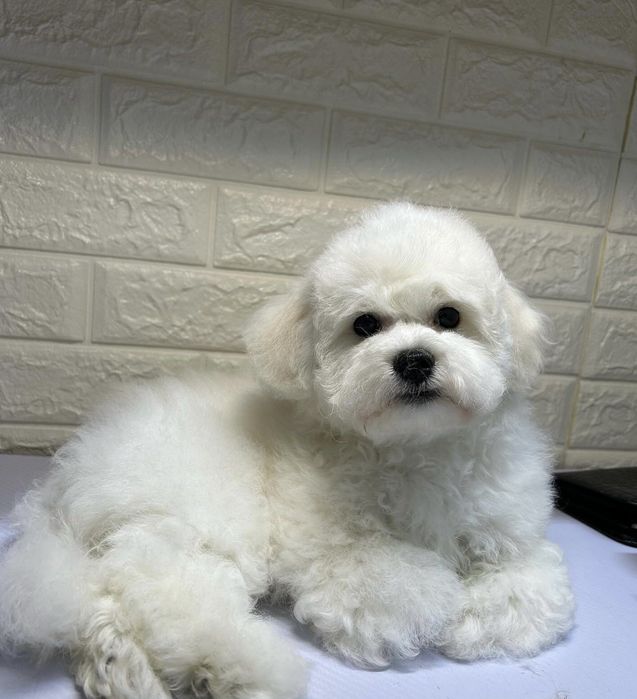 Бішон Фрізе в'язка