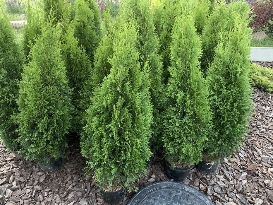 Tuja tuje piękne szmaragd 100-120 cm dowozimy sadzimy