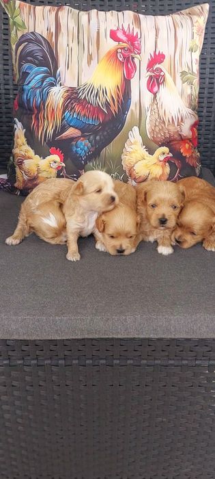 Maltipo & maltańczyk pudel Toy