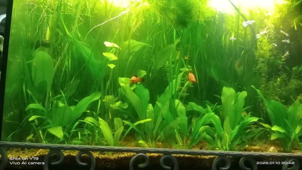 Акваріумні рослини ехінодорус, річія, валіснерія , ряска