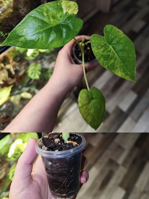 Дітки алоказій одора ауреа вар., ред грей, купрея ред сікрет, гагеана