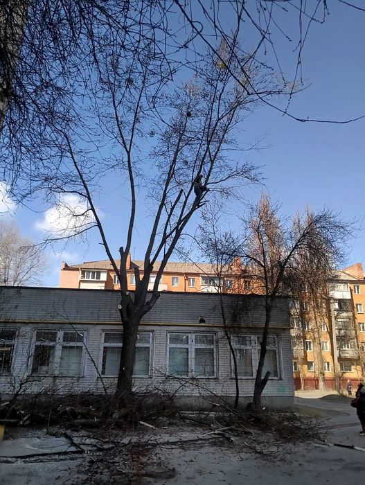 Спил дерев, спилить дерево,розчистка участок